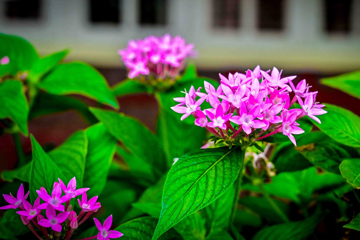 Sasya Kashi Homestay